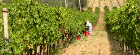 Un Vigneto di Brunello riduce l'effetto serra